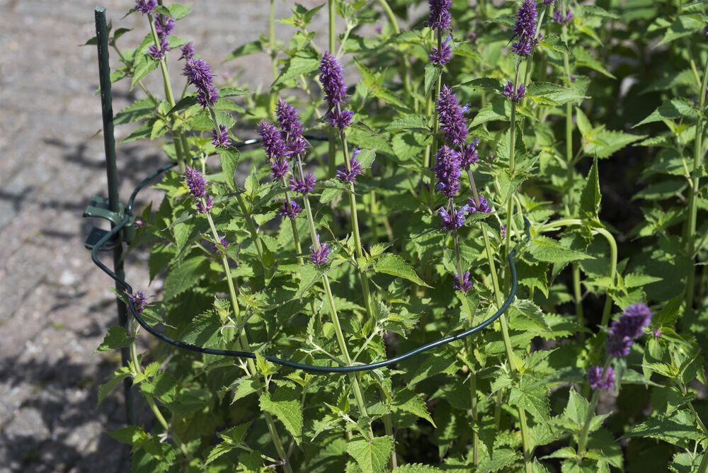 Nature - Ronde Plantensteun - 29x22x3 cm