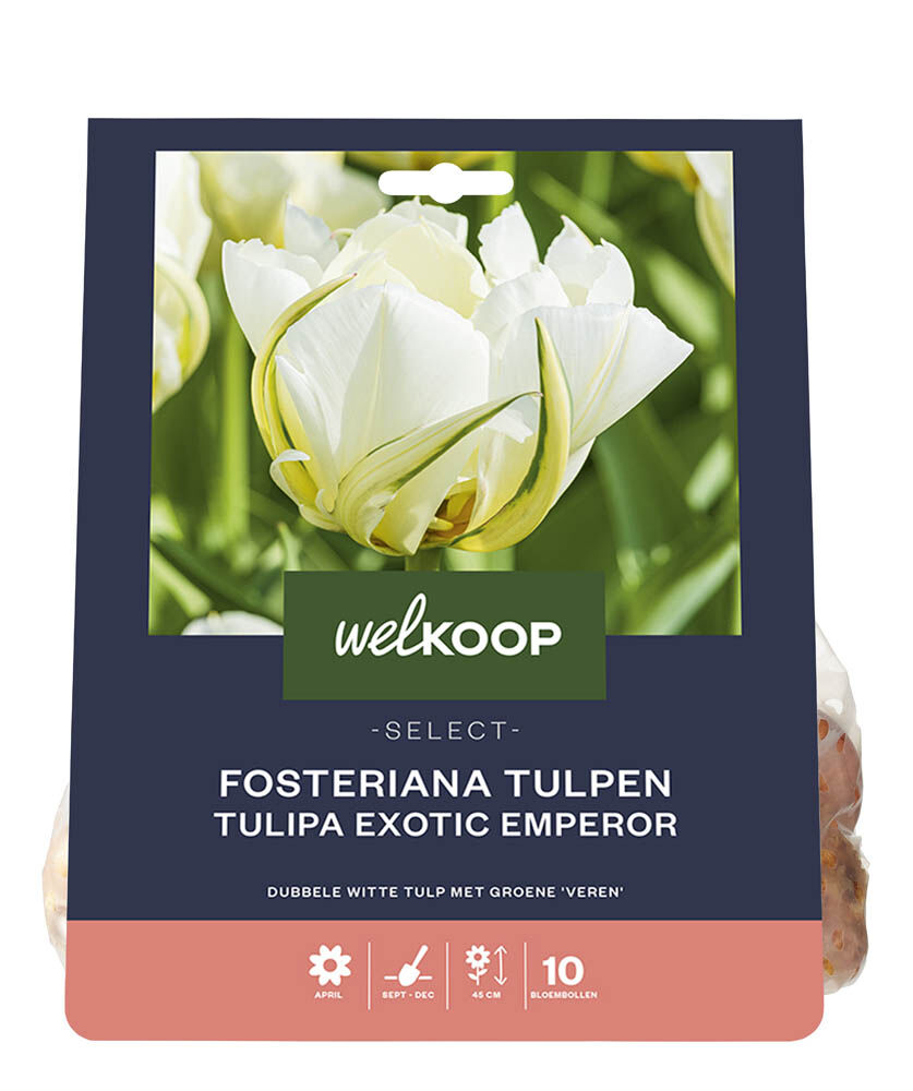 Welkoop Select Dubbele Tulp Michèle - Bloembollen