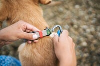 Hunter Havanna 2 meter - Traningslijn Hond - 200 cm - 200 cm