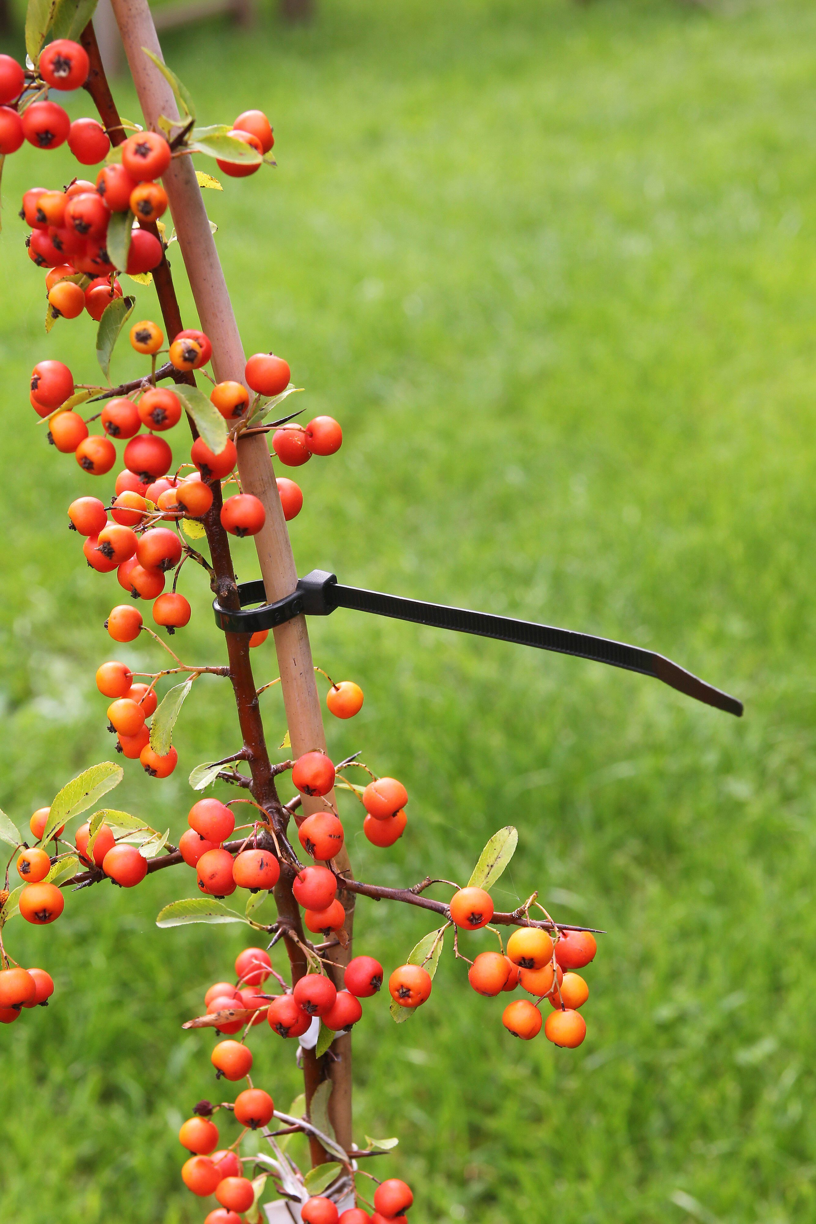 Nature Tie-Wrap - Bindmateriaal - 20 cm - 30x6.5x31.7 cm