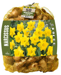Florex Narcissen Voordeelverpakking  - Bloembollen