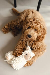 Beeztees Eco Schaap Jovi - Knuffel - Hondenspeelgoed - Beige - 32x18.5x11 cm