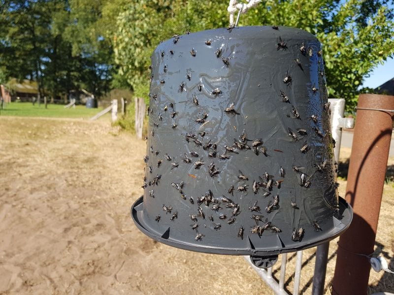 Sticky Trap - Dazenval Emmer - Zwart