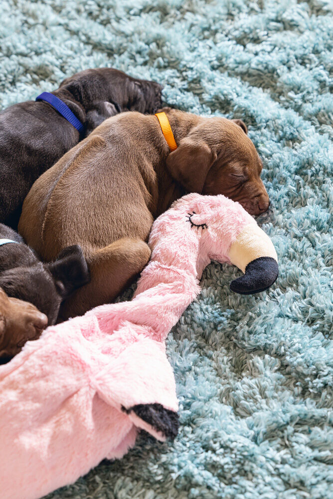 Beeztees  Flatino Flamingo Fe Knuffel - Puppyspeelgoed - Roze - 4x24x5.5 cm