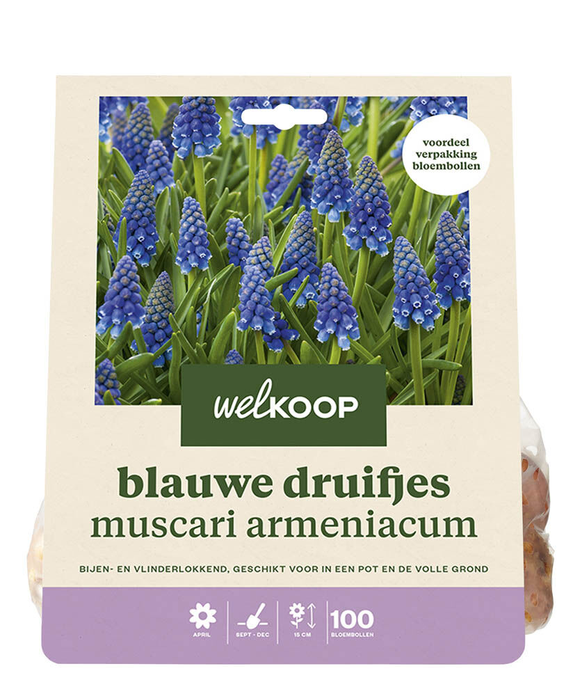 Welkoop Blauwe druifjes Muscari Armeniacum  - Bloembollen