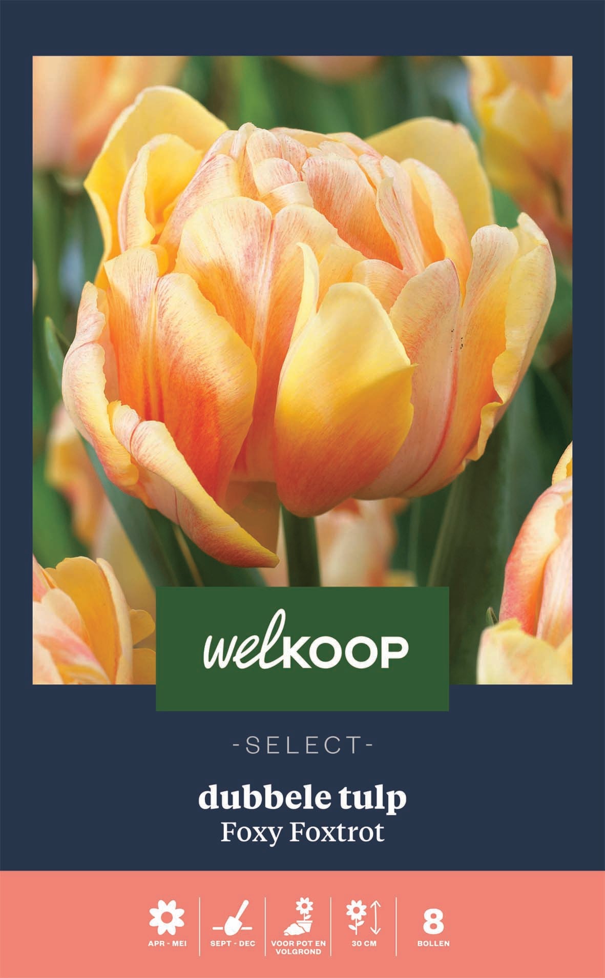 Welkoop Select Tulp Foxy Foxtrot - Bloembollen Welkoop Select Tulp Foxy Foxtrot - Bloembollen