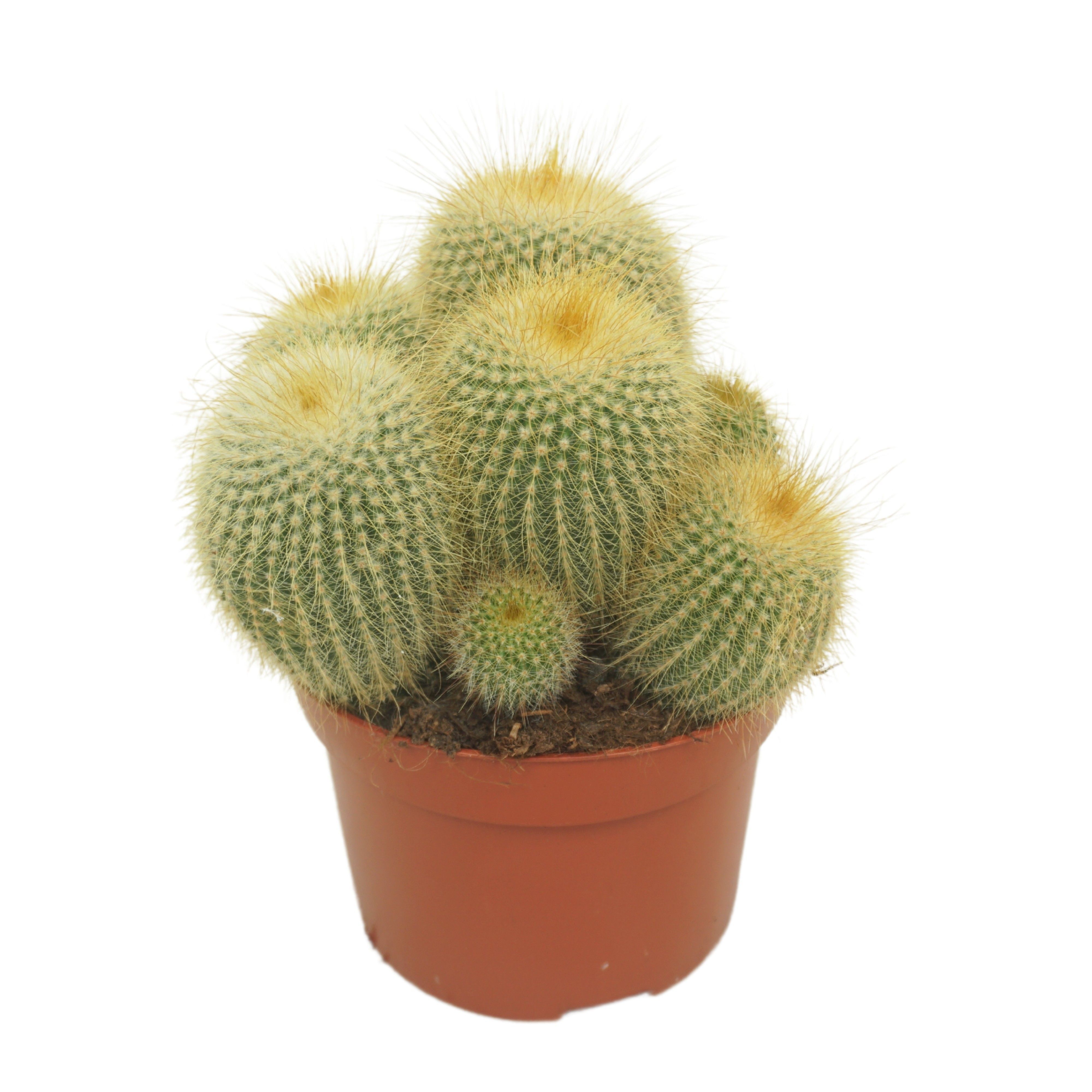 Cactus Mix - Kamerplant - 12 cm