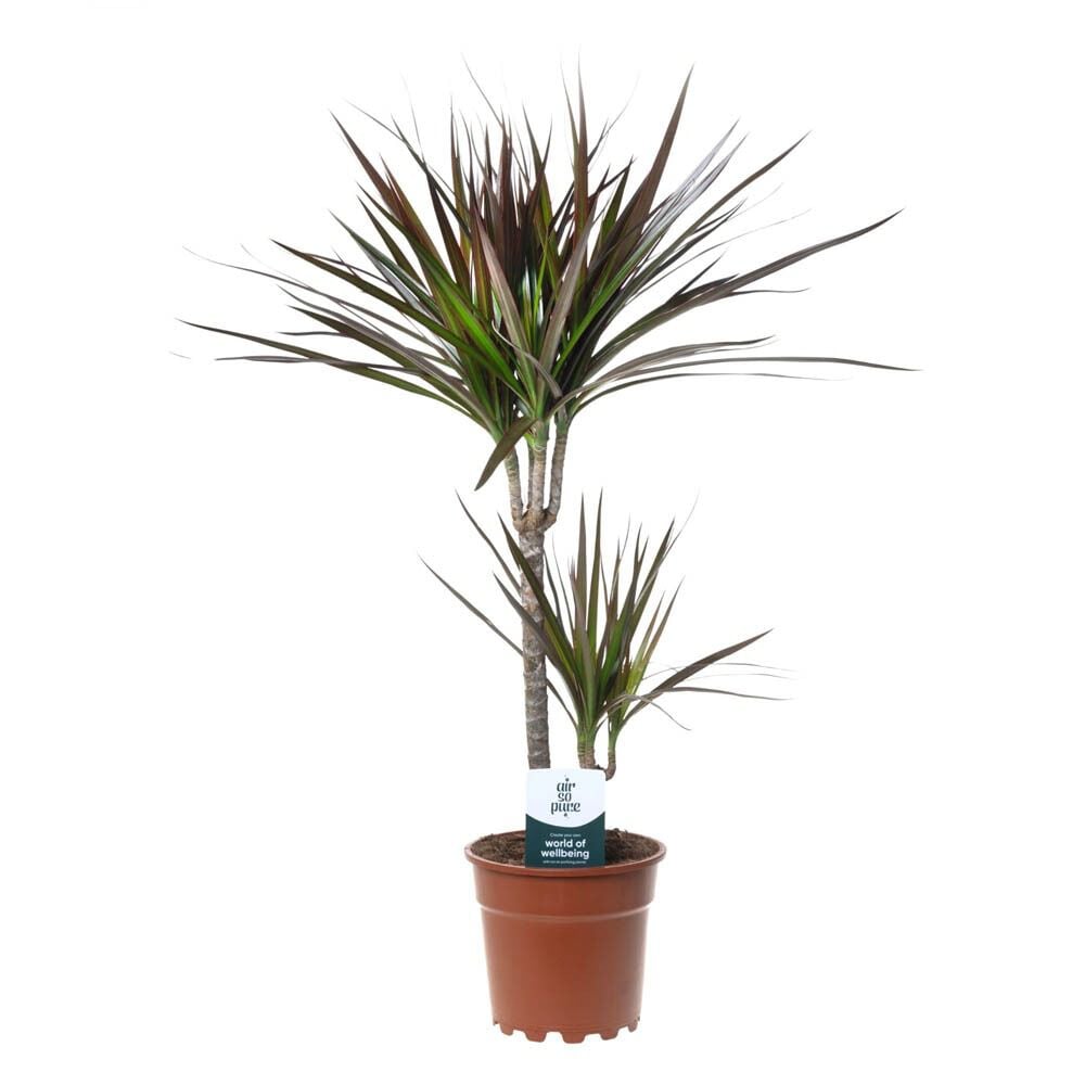 Drakenbloedboom (Dracaena) Mix - Kamerplant - 17 cm Drakenbloedboom (Dracaena) Mix - Kamerplant - 17 cm