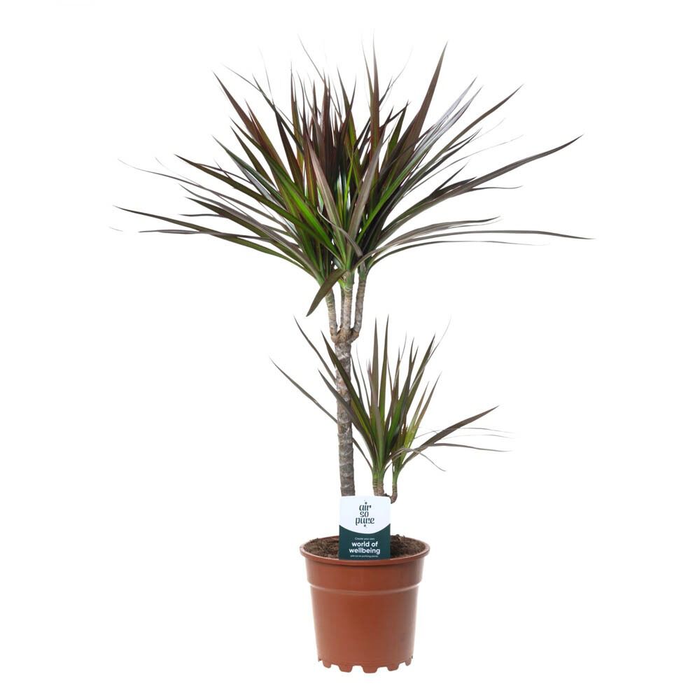 Drakenbloedboom (Dracaena) Mix - Kamerplant - 17 cm Drakenbloedboom (Dracaena) Mix - Kamerplant - 17 cm