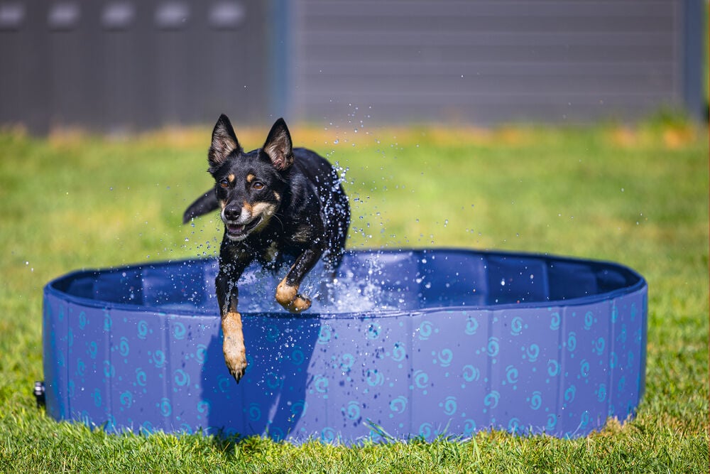 Beeztees - Hondenzwembad -Waterspeelgoed - blauw - 30x120x11.1 cm - M