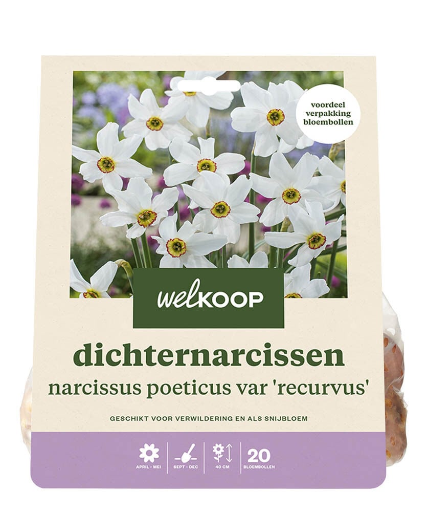 Welkoop Narcis Elena - Bloembollen