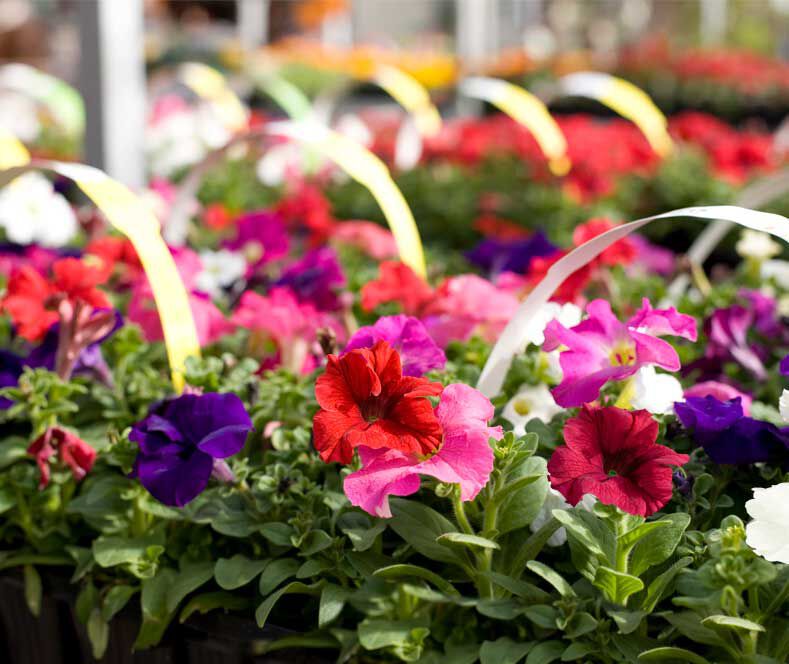 Perkplanten mix in clayette - Eenjarige planten