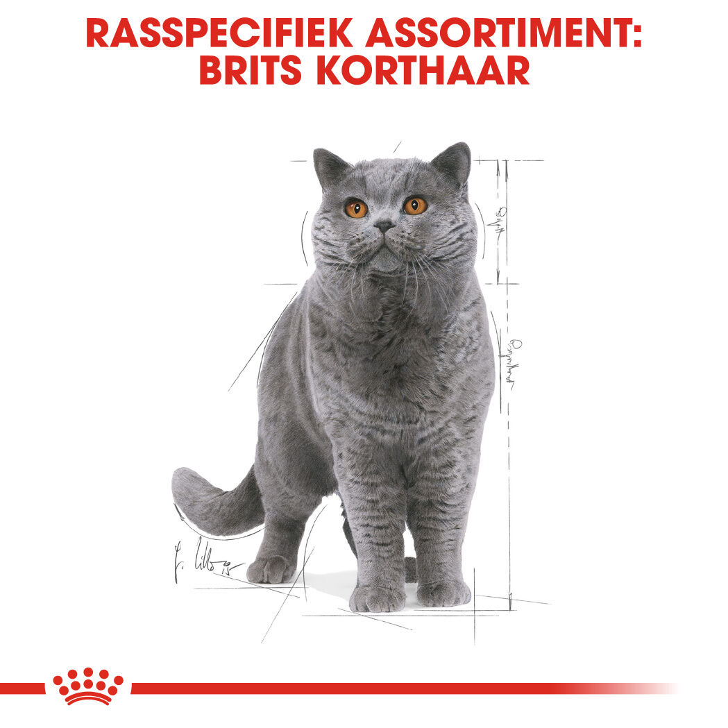 Royal Canin British Shorthair Adult Pouch - Kattenvoer - 1020 Gram