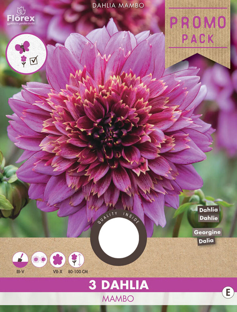 Florex Dahlia Mambo - Bloembollen Florex Dahlia Mambo - Bloembollen