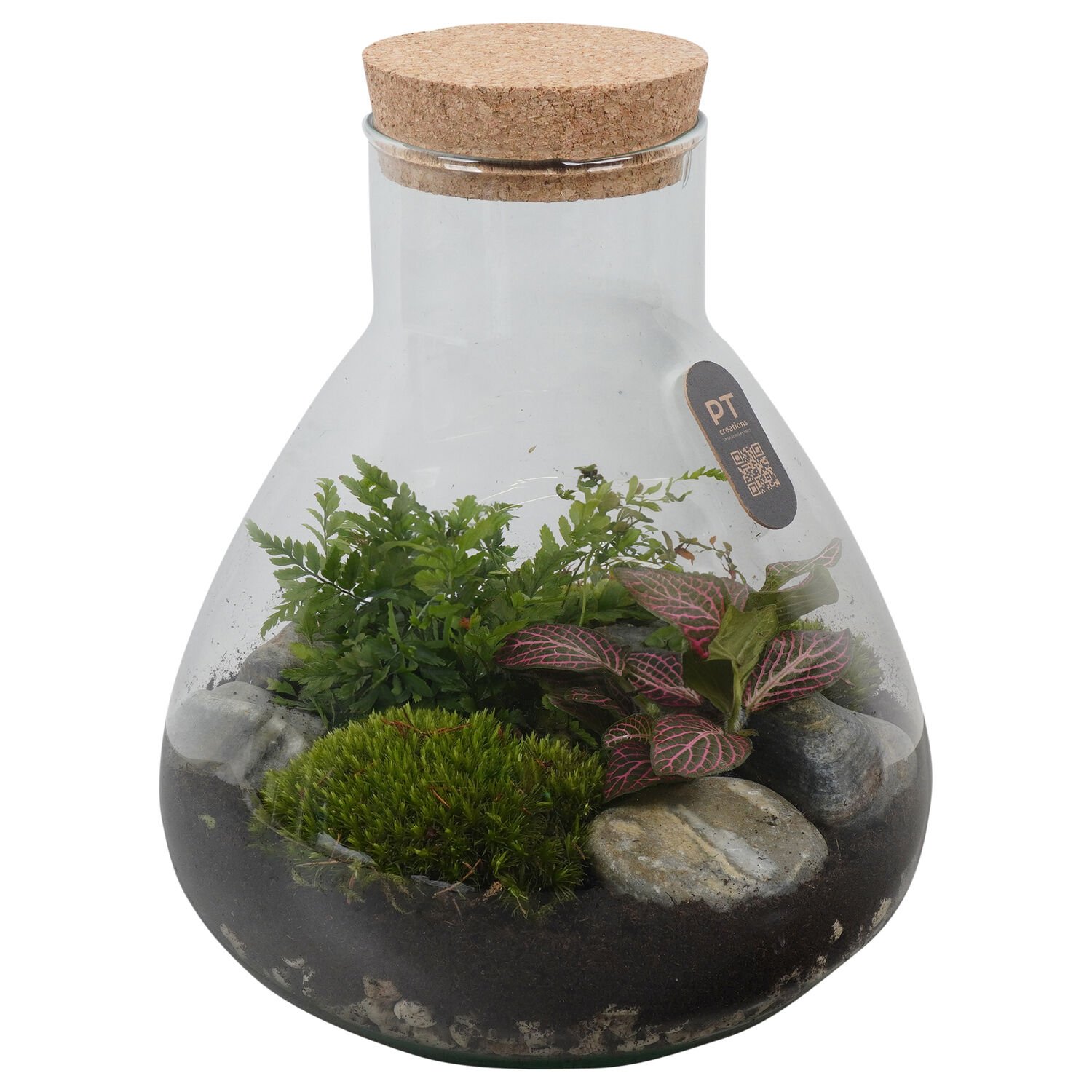 Terrarium - Kamerplant - 23 cm