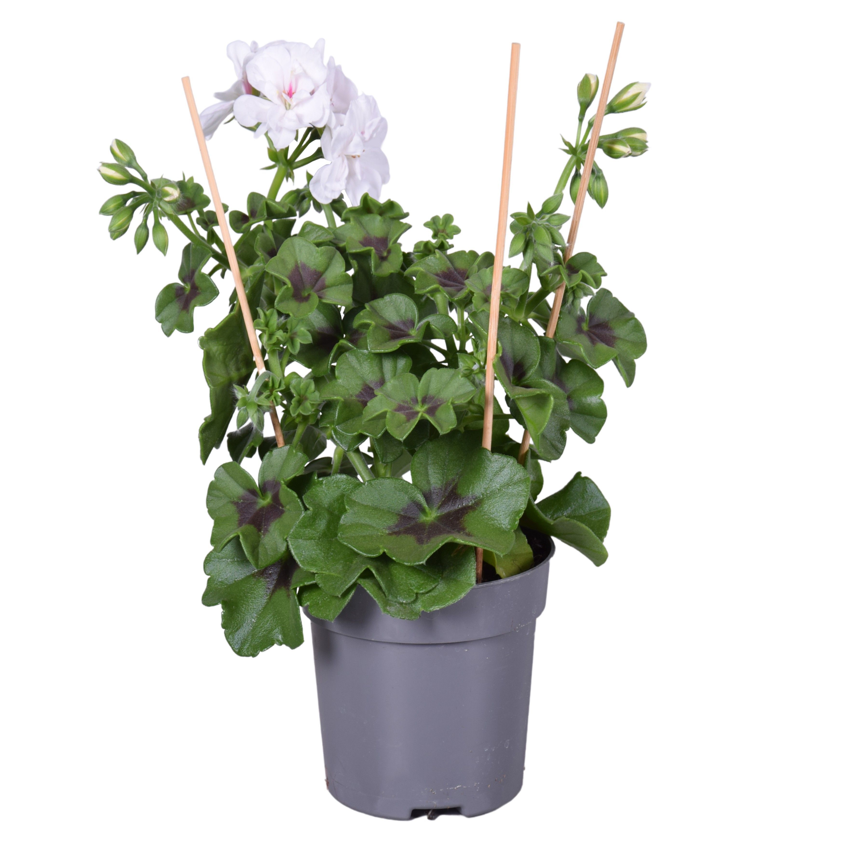 Geranium - Eenjarige planten - Diverse kleuren