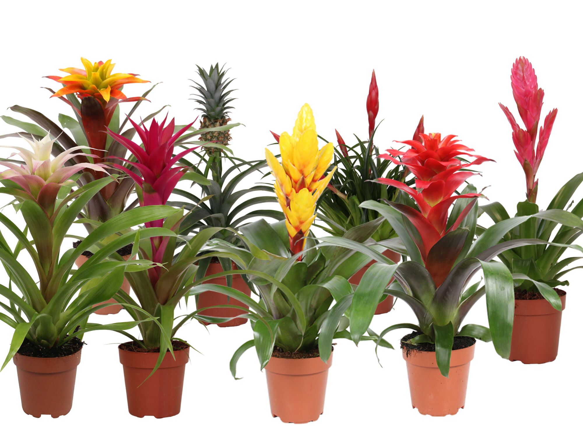 Bromelia - Kamerplant - 12 cm Bromelia - Kamerplant - 12 cm