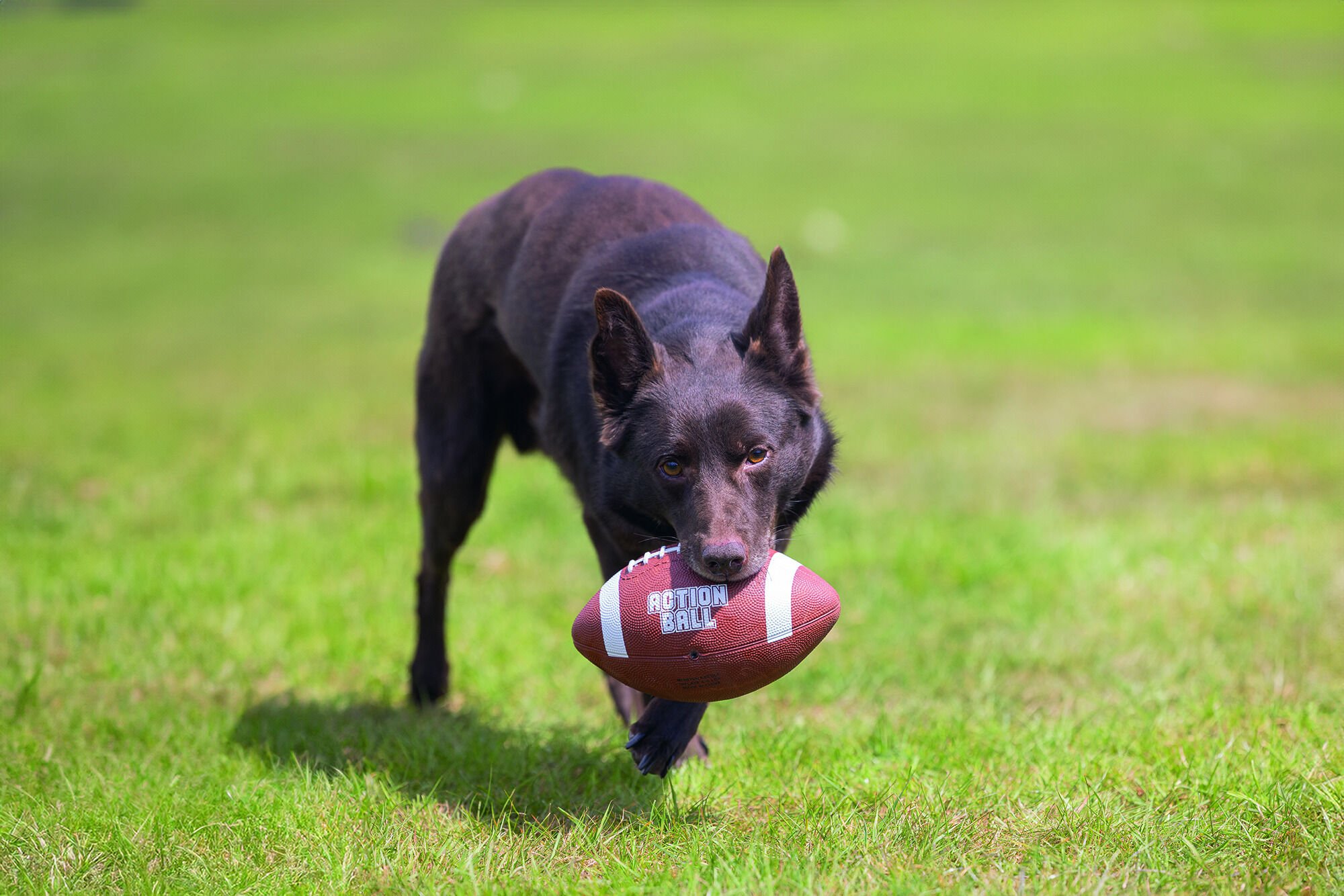 Beeztees Action Rugbybal - Hondenspeelgoed