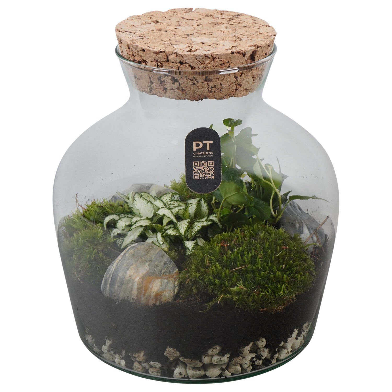 Terrarium - Kamerplant - 20 cm