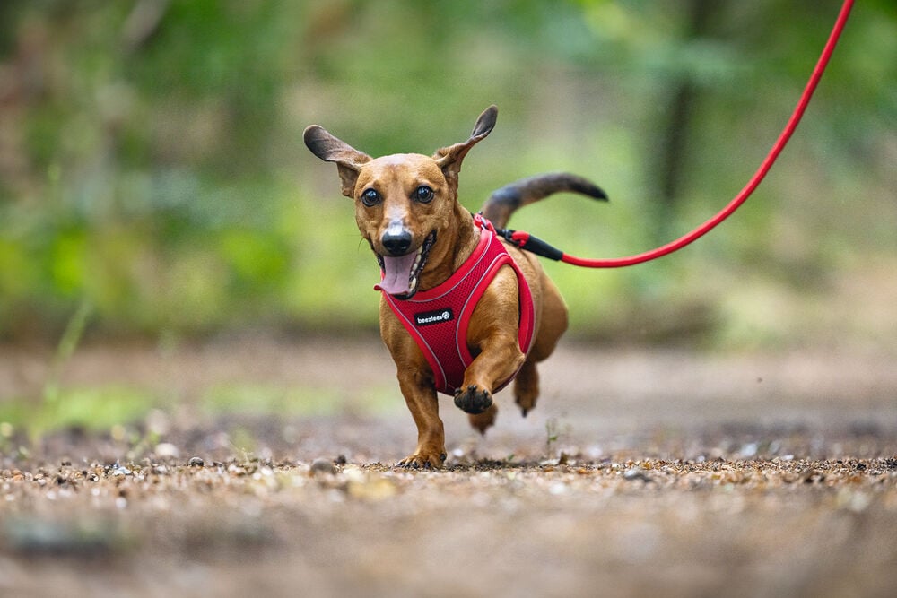 Beeztees Parinca Instaptuig - Hondentuig - rood - 30 tot 35 cm