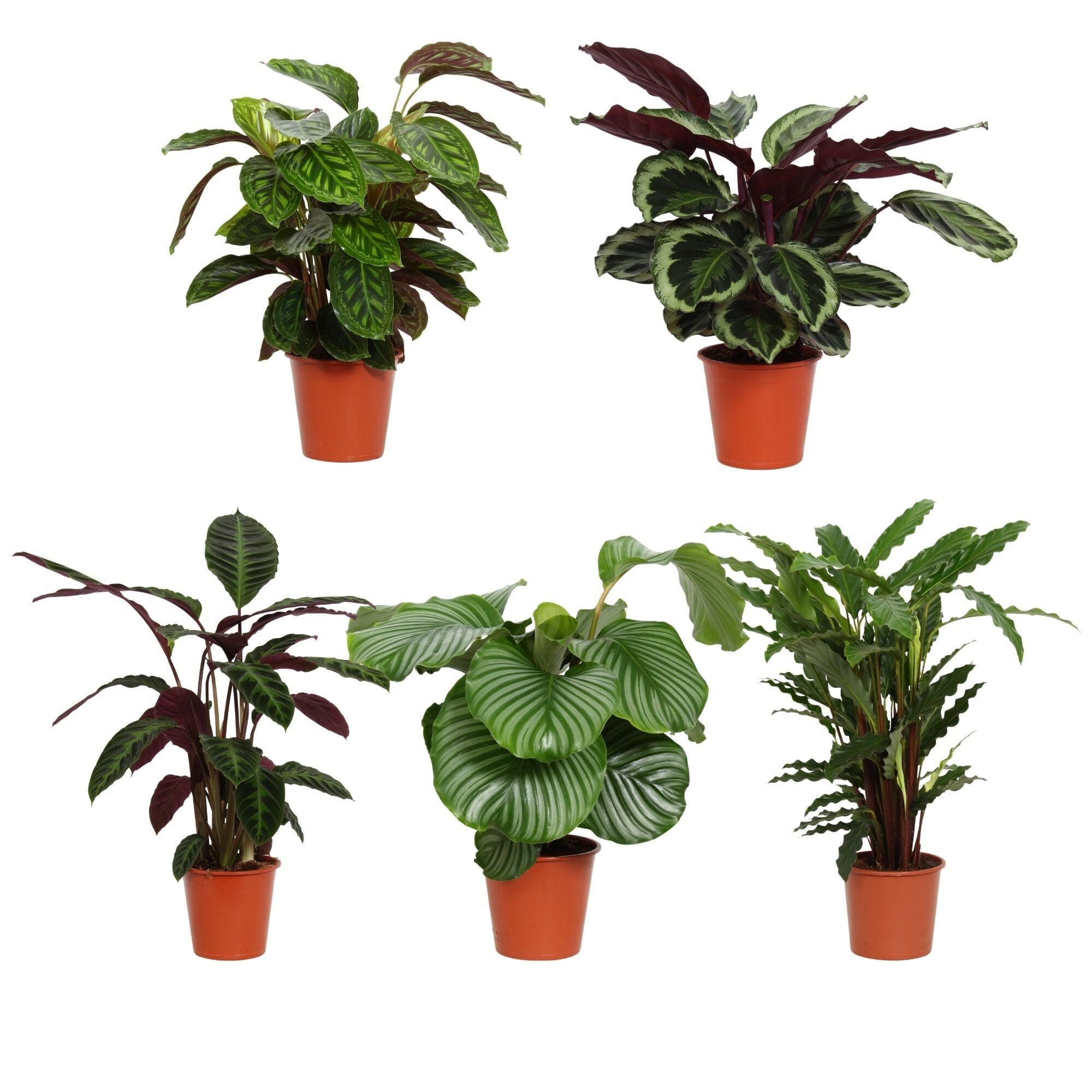 Calathea - Kamerplant - 17 cm