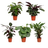 Calathea - Kamerplant