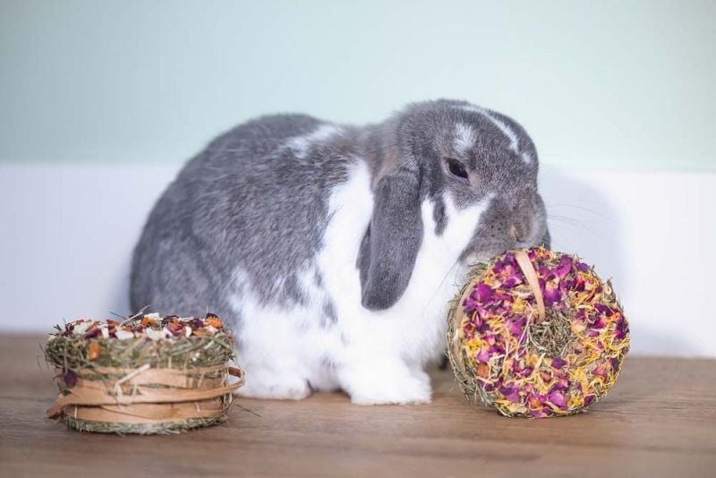 Beeztees Hooi donut - Knaagdiersnack - 65 Gram - bloemen