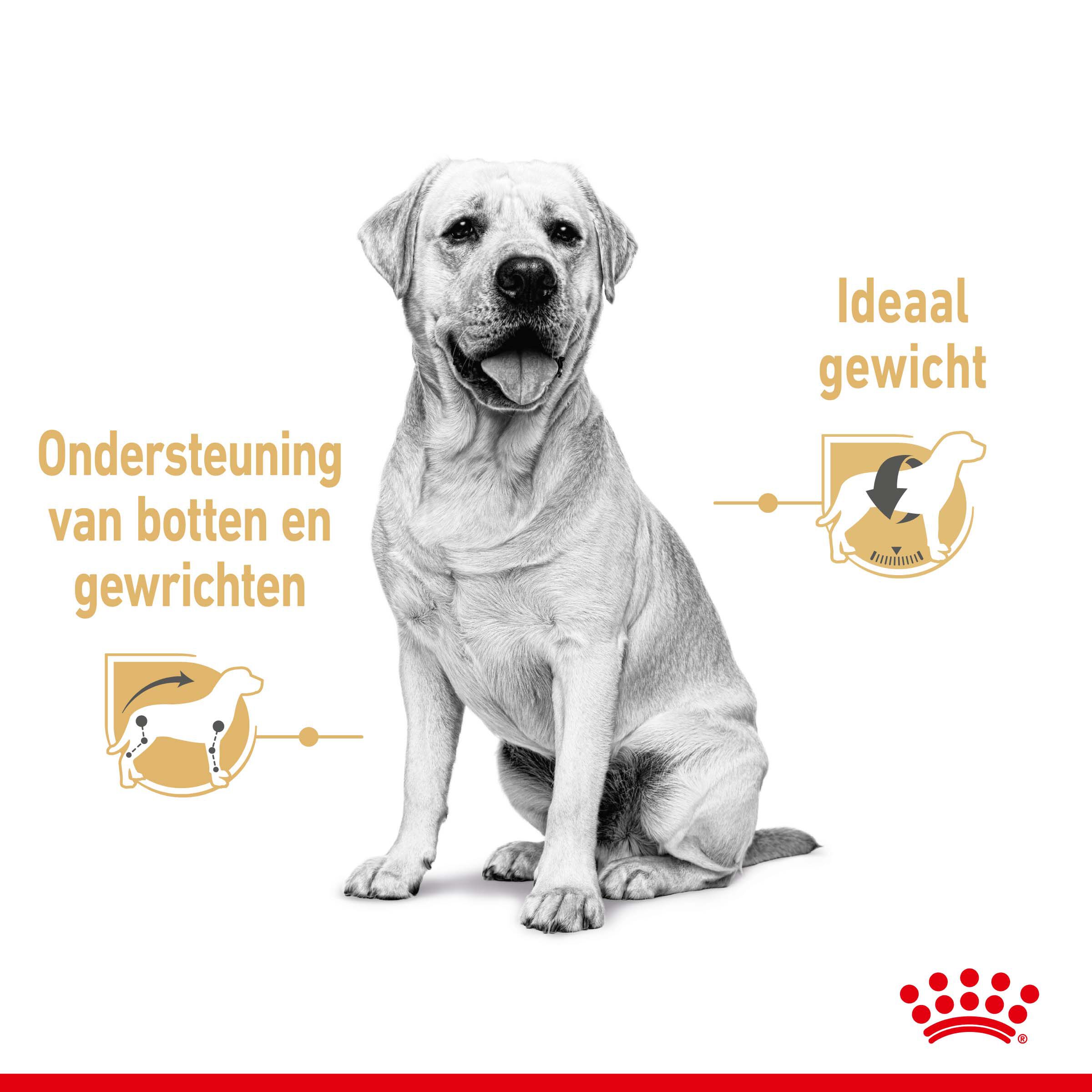 ROYAL CANIN® Adult Labrador Retriever Natvoer 10x 140gr - Hondenvoer - 1400 Gram - gevogelte