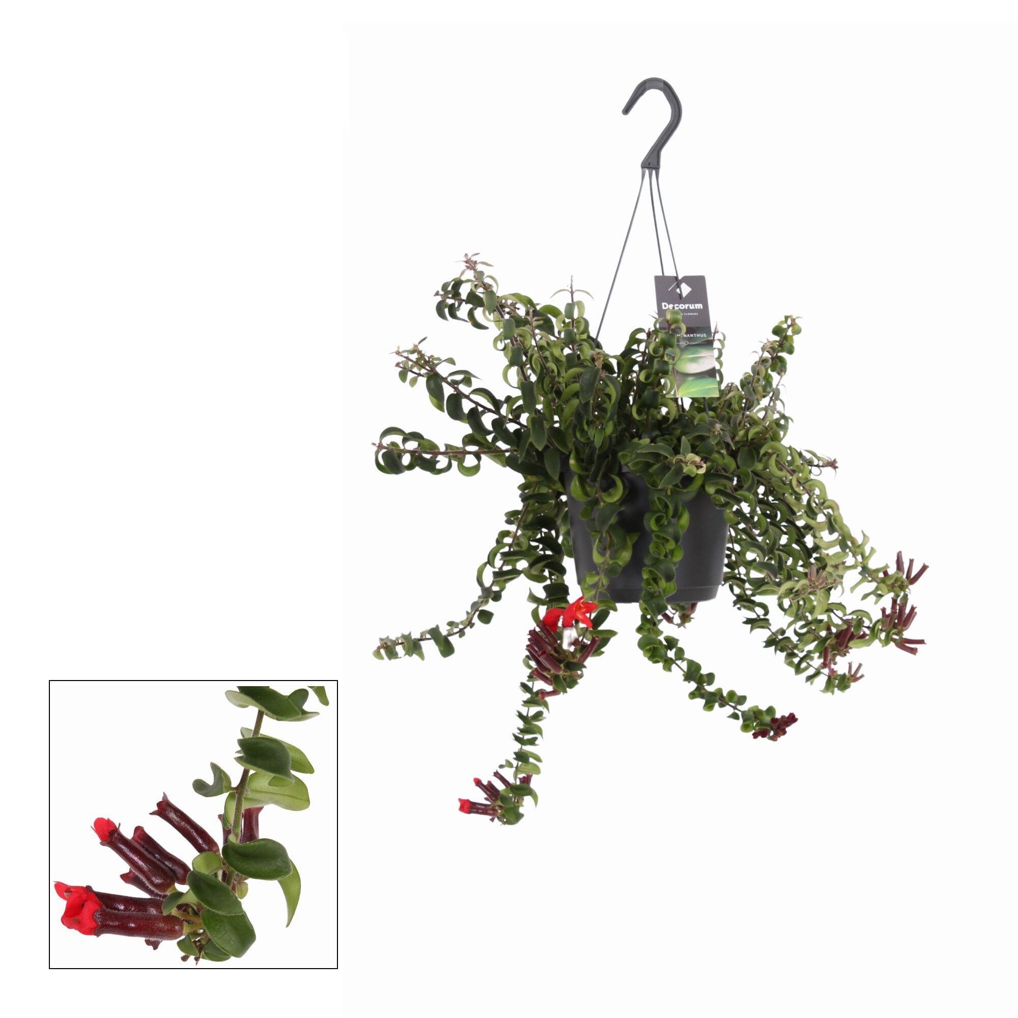 Aeschynanthus Mix - Hangplant - 17 cm