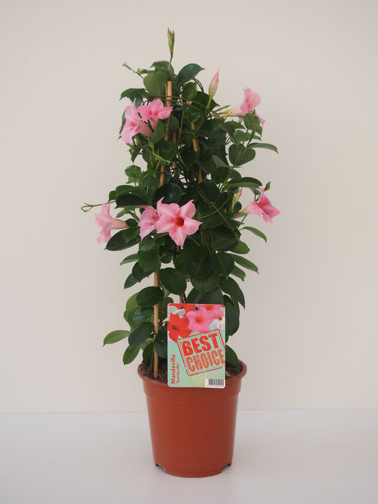 Sundaville - Eenjarige planten