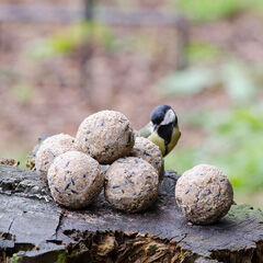 Welkoop Vetbollen zonder netje in emmer - Tuinvogelvoer - 30 Stuks - original
