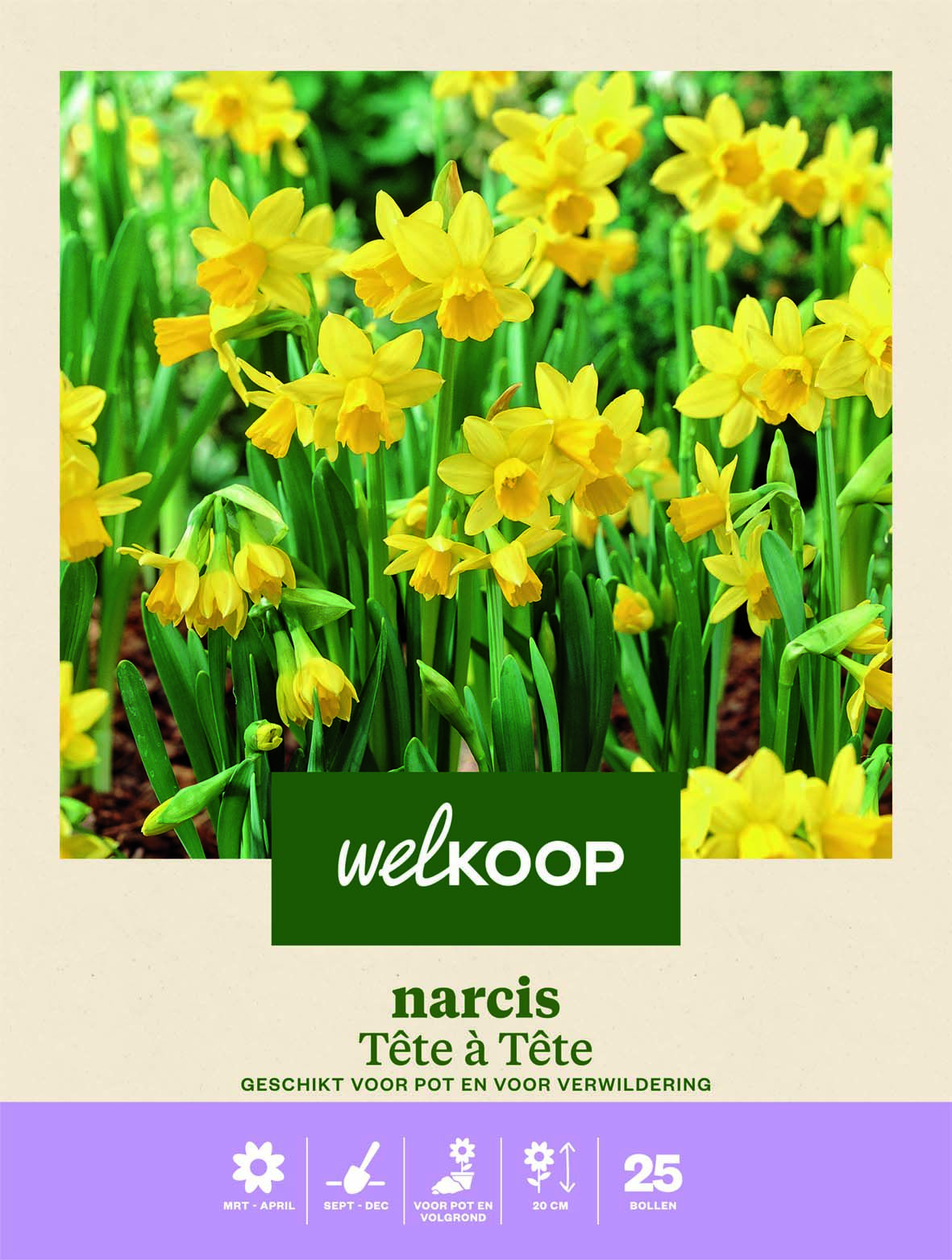 Welkoop Narcis Ollie - Bloembollen Welkoop Narcis Ollie - Bloembollen