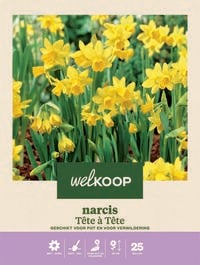 Welkoop Narcis Botanisch Tete-a-Tete - Bloembollen