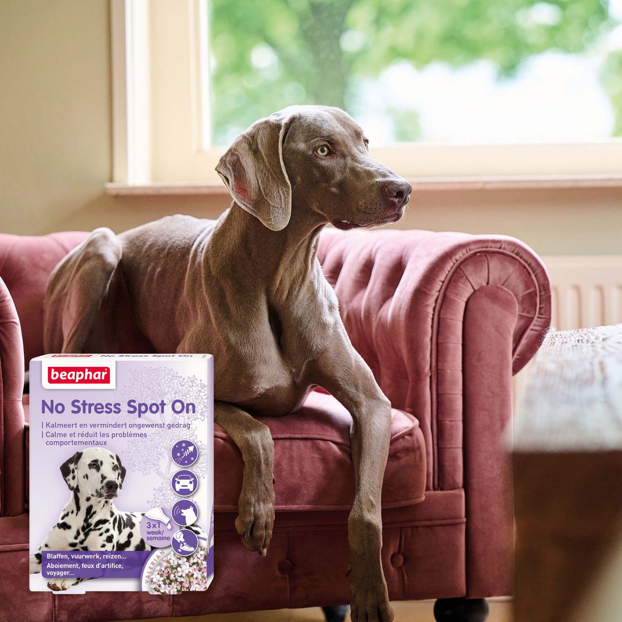 Beaphar No Stress Hond  - Kalmeringsmiddel - 3 Stuks