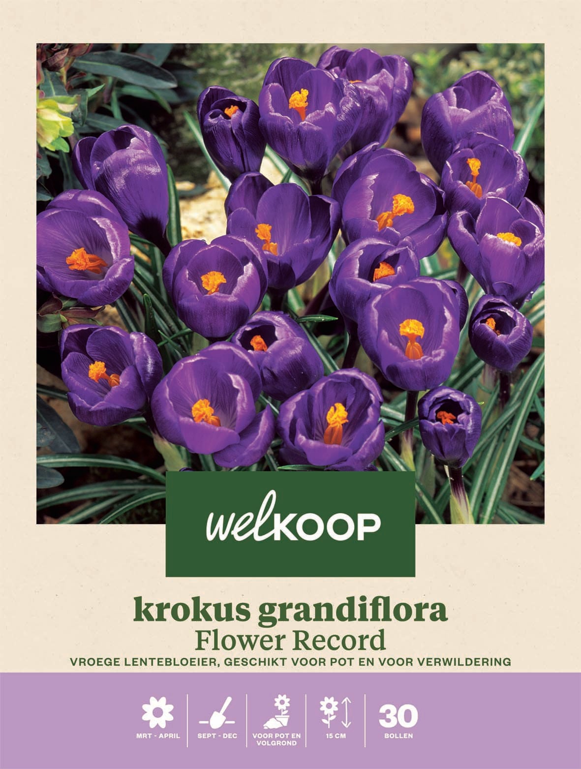 Welkoop Krokus Grandiflora Flower Record - Bloembollen Welkoop Krokus Grandiflora Flower Record - Bloembollen