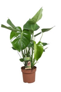 Monstera (gatenplant) - Kamerplant - 21 cm