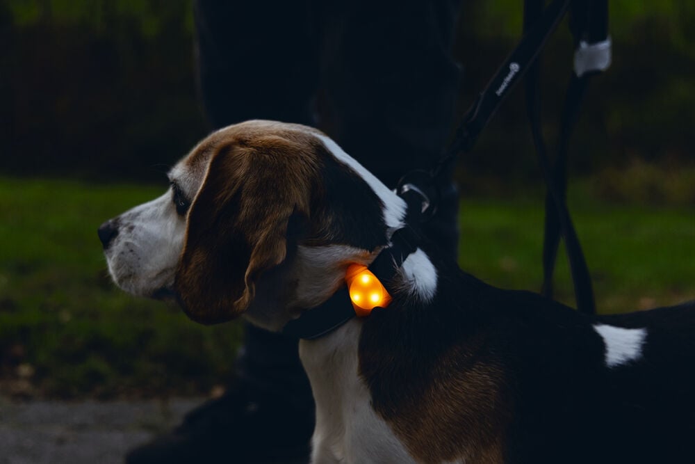 Beeztees - Veiligheidslampje - Hond - 1 stuk - assorti - 8 cm