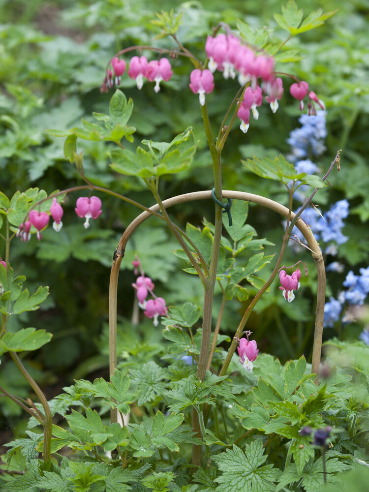 Nature - Gebogen Bamboestokken - 60x19x62 cm