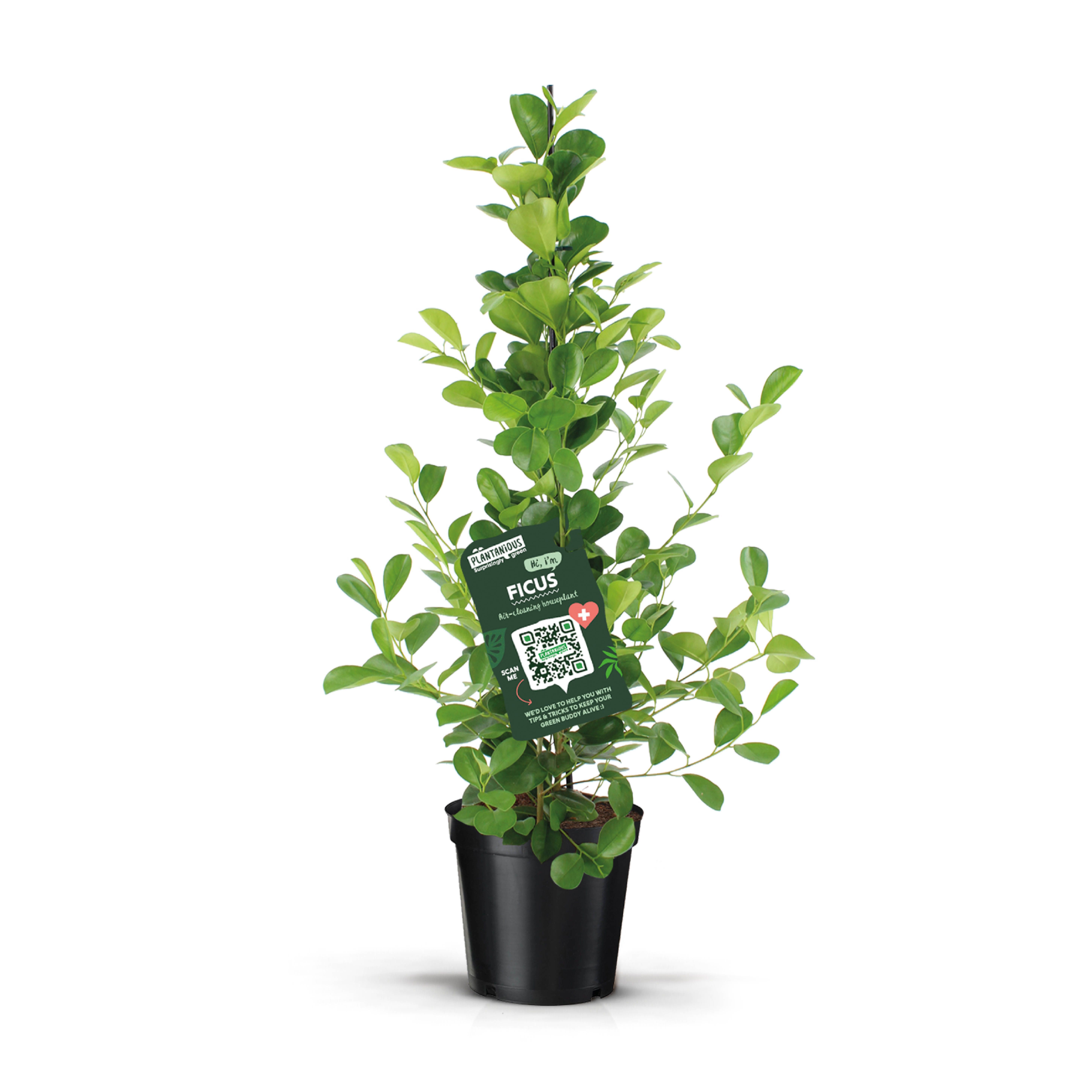 Ficus Moclame (Chinese vijg) - Kamerplant
