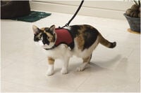 Beeztees Loopharnas Comfort - Kattentuigje - Rood