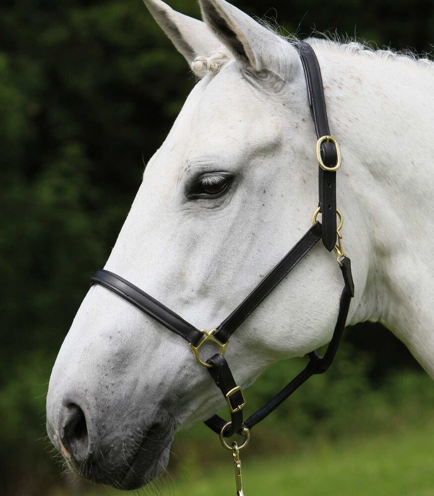 Waldhausen Halster Leder - Paard Halsters - Zwart - Full