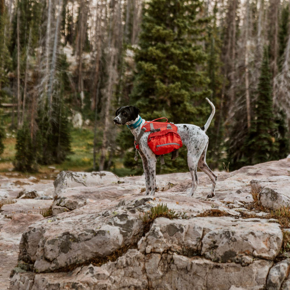 Kurgo Big Baxter Hondenrugzak - Reistas - Rood