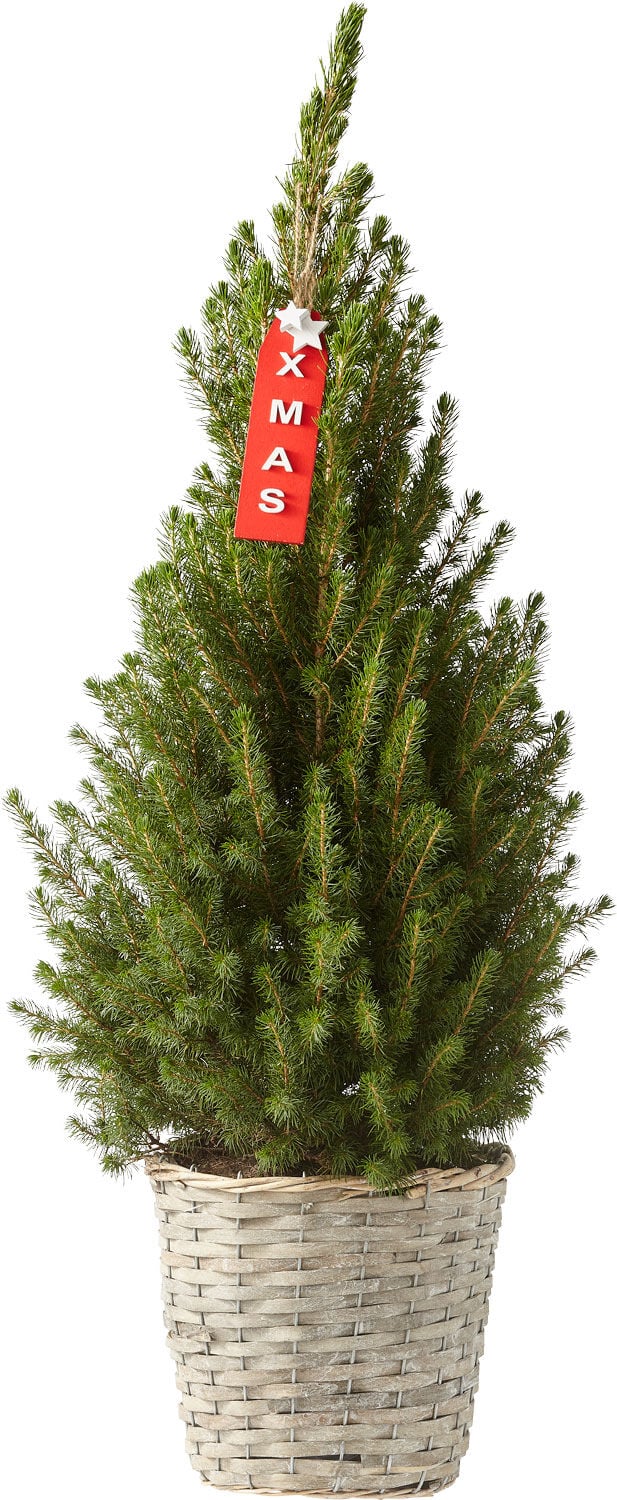 Picea Conica in mand - Kerstboom Picea Conica in mand - Kerstboom
