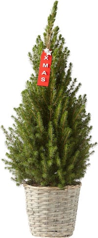 Picea Conica in mand - Kerstboom - 80 cm