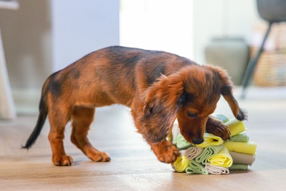 Beeztees Snuffelmat - bal Izzy - Hondenspeelgoed - Diverse kleuren - 24x14x13 cm