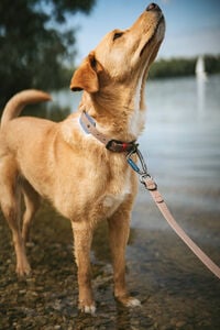 Hunter Havanna 2 meter - Traningslijn Hond - 200 cm - 200 cm