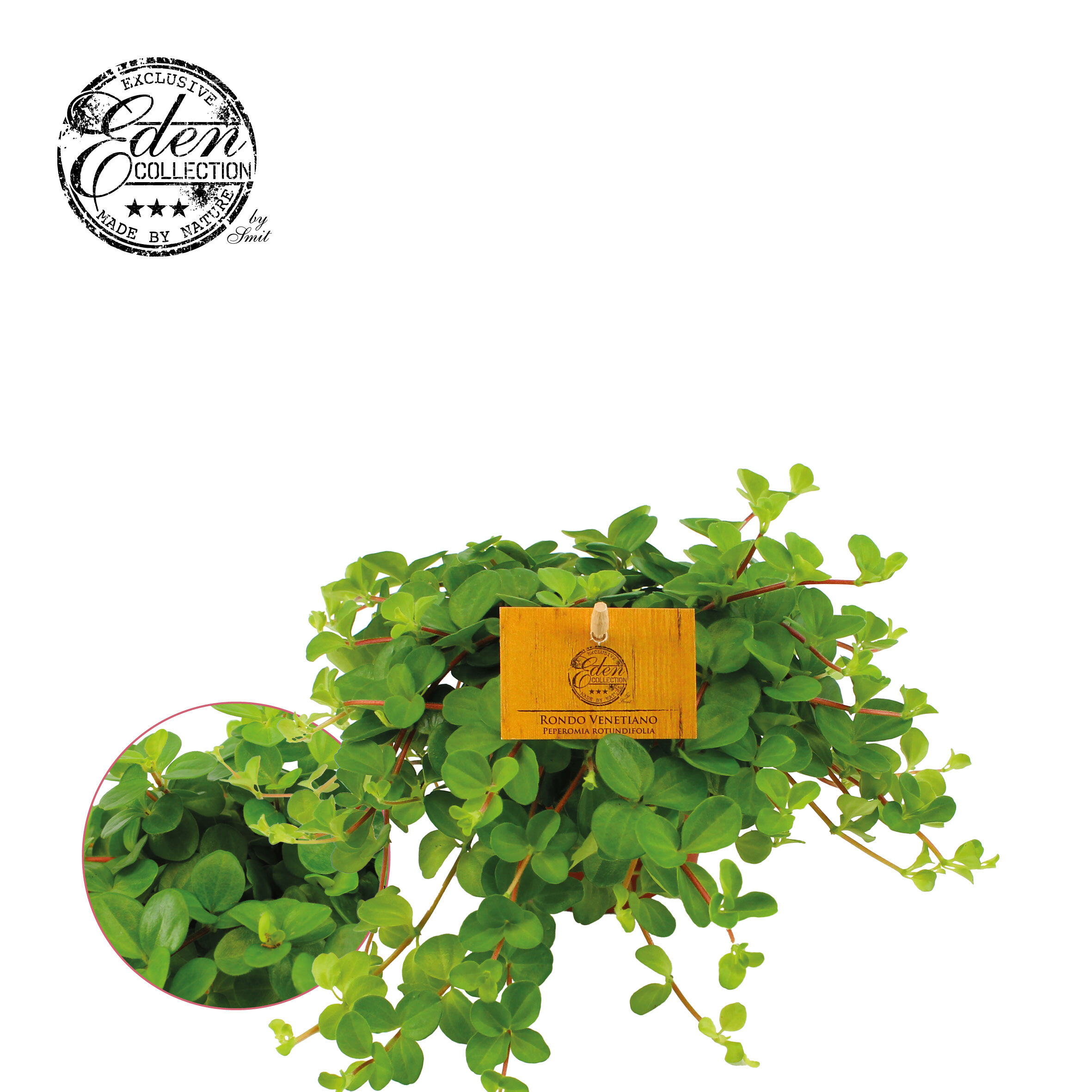 Peperomia Rotindifolia - Kamerplant - 10.5 cm