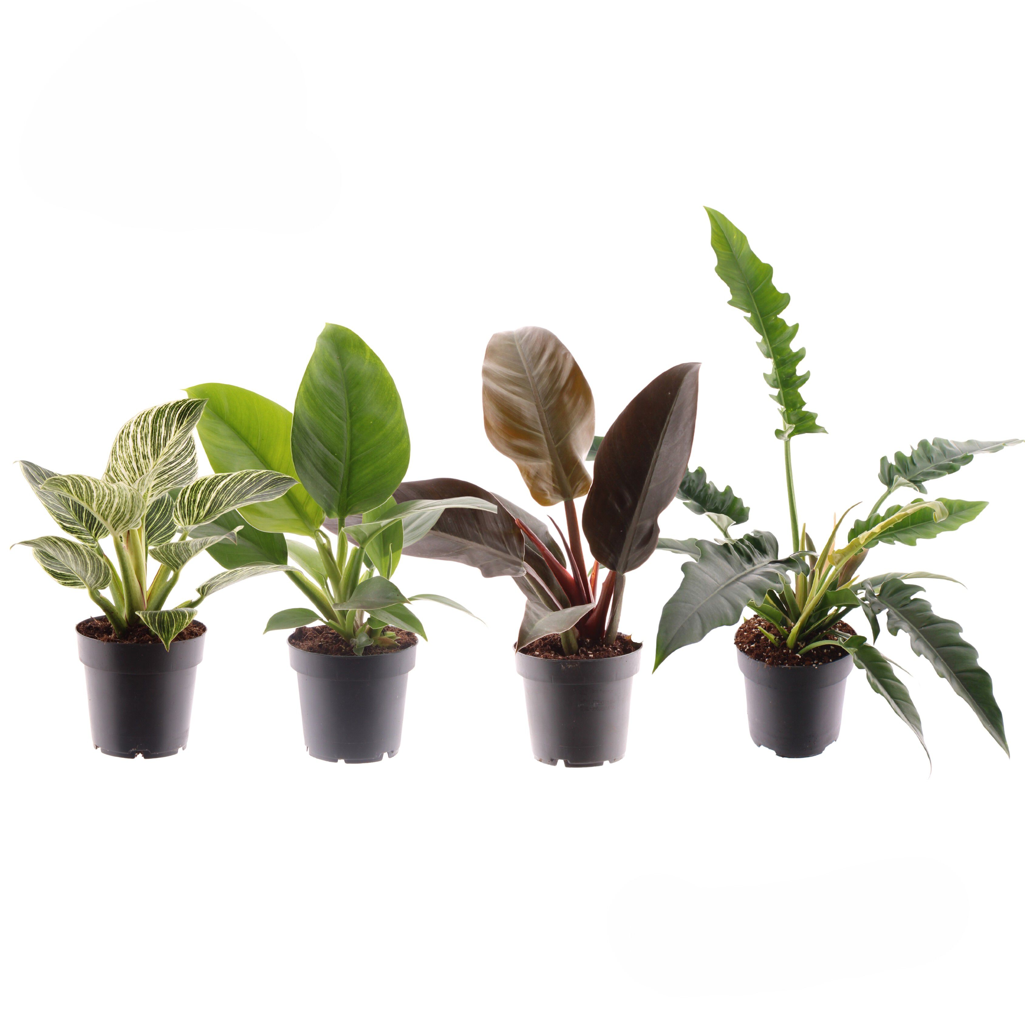 Philodendron - Kamerplant