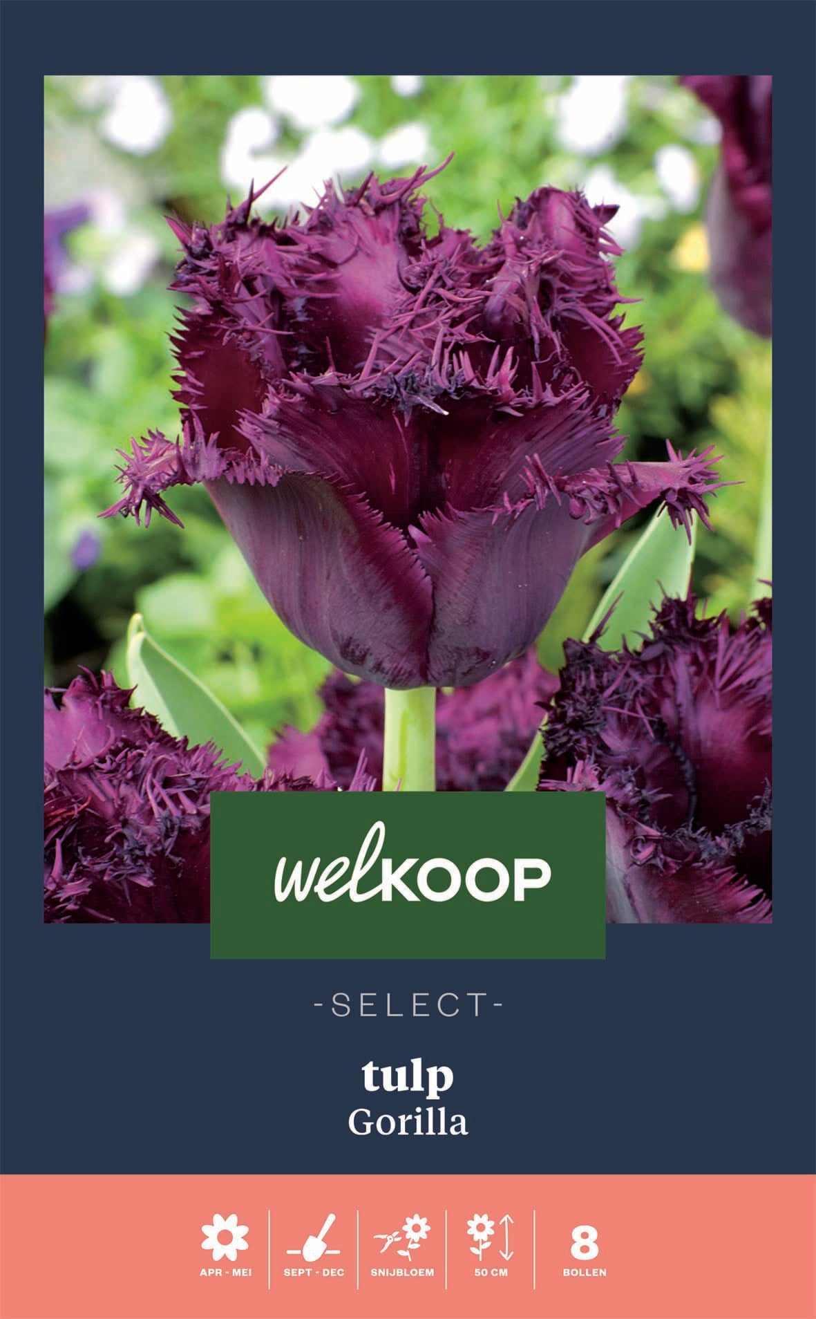 Welkoop Select Tulp Gorilla - Bloembollen