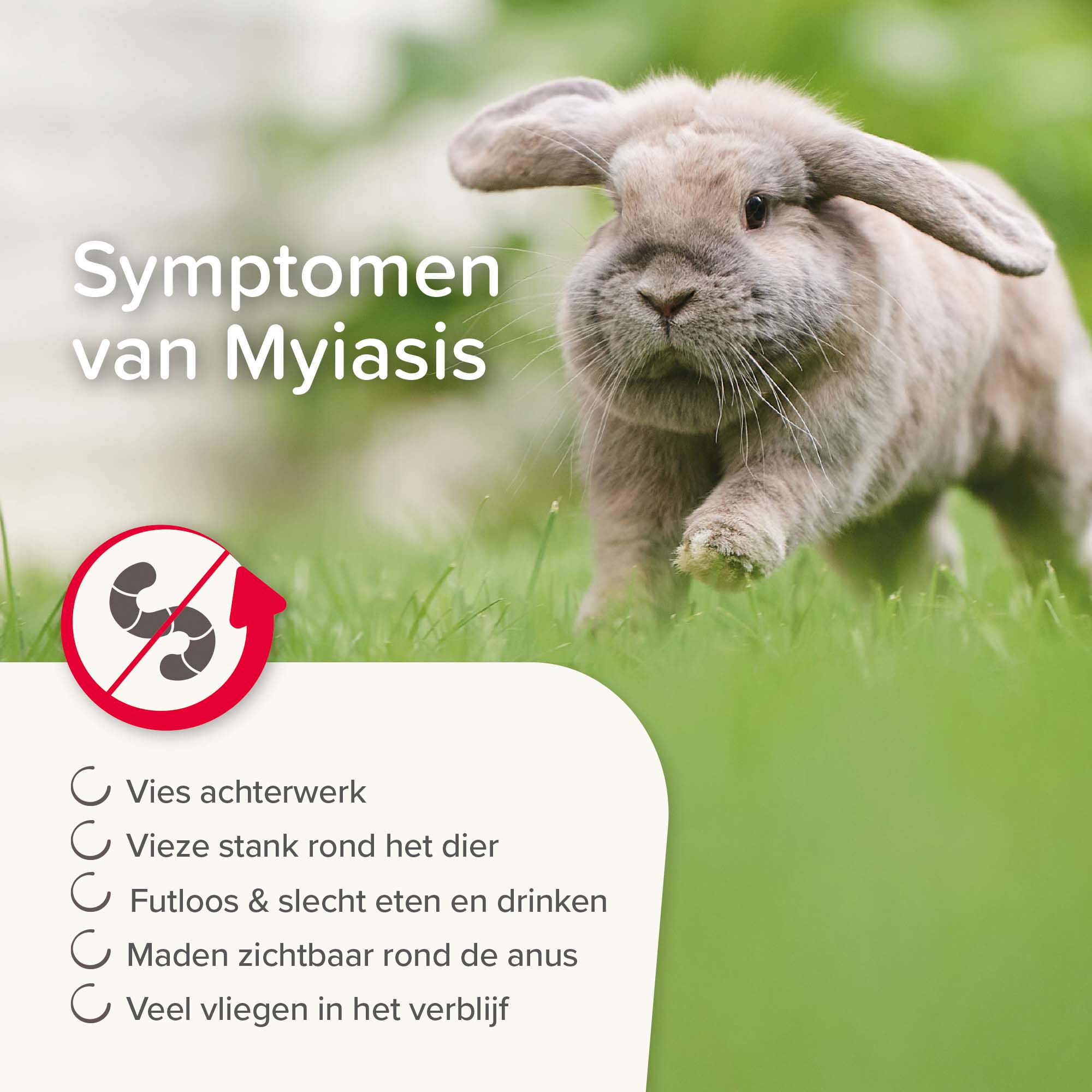 Beaphar Anti-Myiasis  (madenziekte)  - Diergeneesmiddel - 75 Milliliter